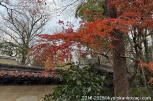 京都紅葉状況2025年12月14日
