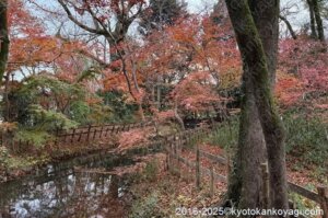 京都紅葉状況2025年12月14日