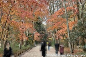 京都紅葉状況2025年12月14日
