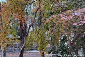 京都紅葉状況2025年12月14日