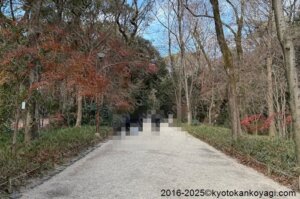 京都紅葉状況2025年12月27日