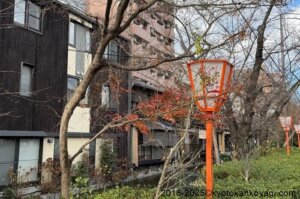 京都紅葉状況2025年12月27日