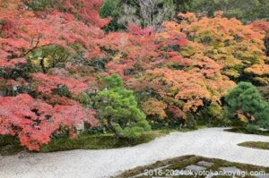 京都紅葉最新情報2024/11/23