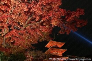 京都紅葉最新情報2024/11/28