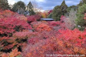 京都紅葉最新情報2024/12/6