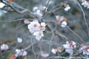 勧修寺の寒桜