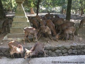 奈良公園の鹿