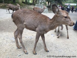 奈良公園の鹿