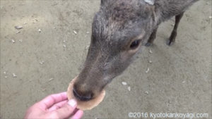 奈良公園の鹿