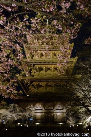 東寺河津桜ライトアップ