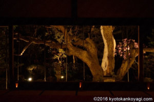 宝泉院桜ライトアップ