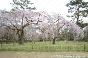 近衛邸跡の桜2020