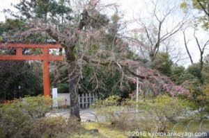 円山公園の枝垂桜2020