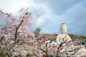 霊山観音の桜2020