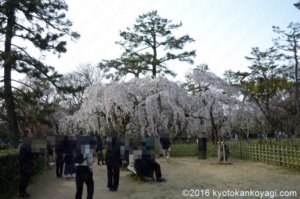京都御所の桜2020