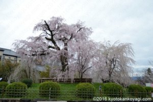 2020年円山公園の桜