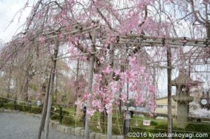 清水寺の桜2020