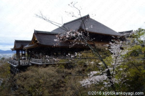 2020年清水寺の桜