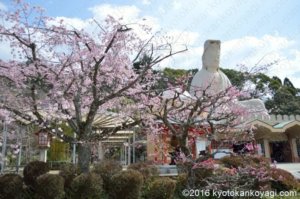 霊山観音の桜