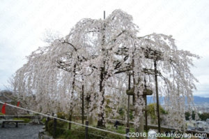 2020年清水寺の桜