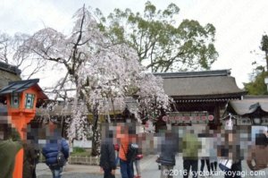 平野神社の桜