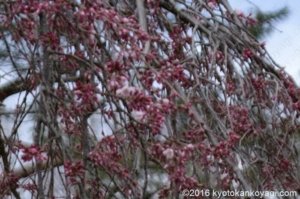 2020年3月8日御所の桜