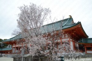 2020年平安神宮の桜