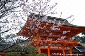 上賀茂神社の桜