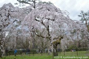 近衛邸の枝垂桜