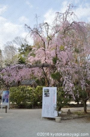 上賀茂神社みあれ桜