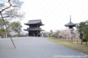 2020年嵯峨釈迦堂の桜