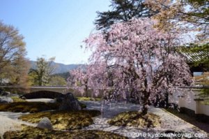 実相院門跡の桜