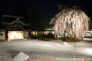 高台寺の桜ライトアップ2020