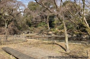 京都桜開花状況2025年2月15日