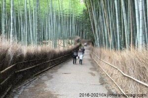 京都の現在の様子2021年2月竹林