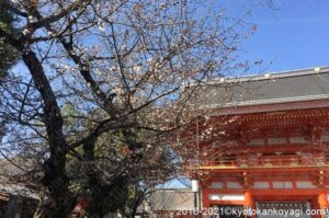 八坂神社の桜2021