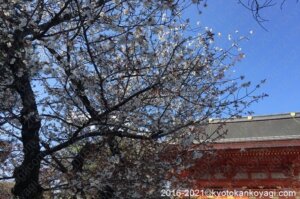 京都桜開花2021