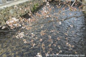 2021年京都桜開花