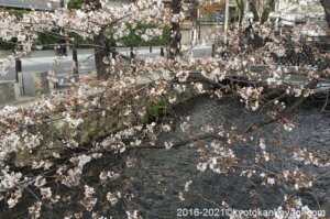 京都の桜開花2021