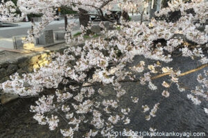 京都の桜2021年3月