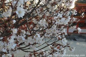 京都の桜開花状況2021年3月