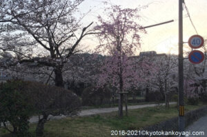 京都の桜開花最新2021
