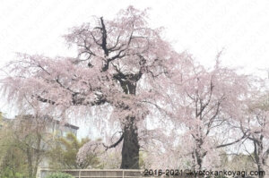 京都桜満開2021