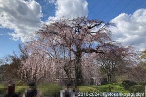 2024年3月京都桜開花状況