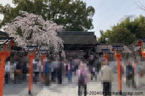 2024年3月京都桜開花状況