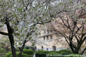 京都府庁旧本館の桜2024