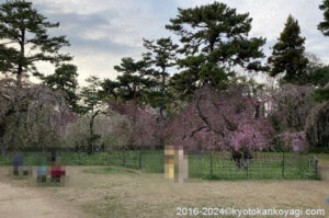 2024年4月京都桜開花状況