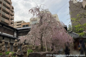 2024年4月京都桜開花状況