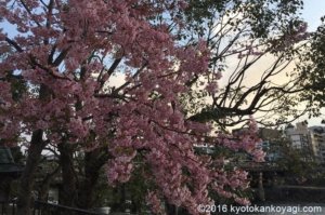 河津桜2020年三条大橋2月27日