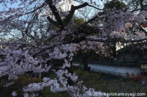 円山公園枝垂桜